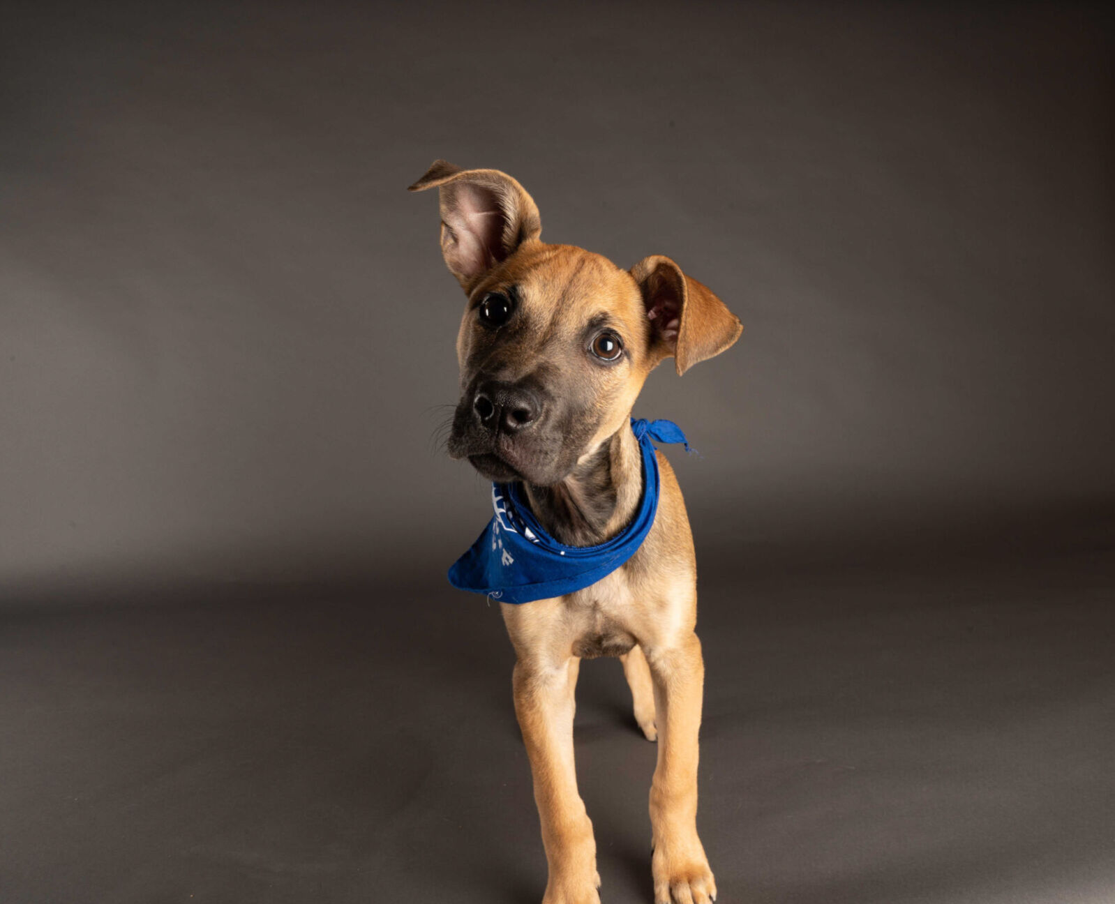 PUPPY BOWL XVII
